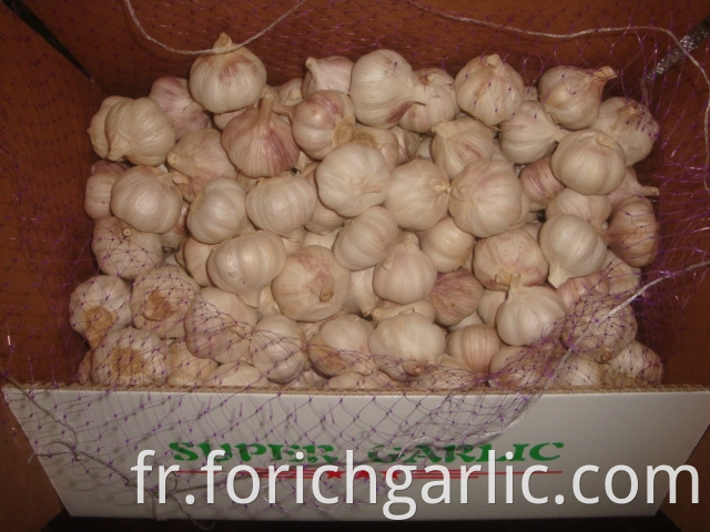 4 5cm Normal White Garlic